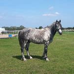 mbo dieren opleidingen